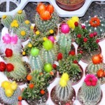 Bunte Kakteen
