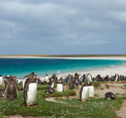 Pinguine auf Falklandinseln