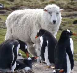 Schaf Pinguin Falkland