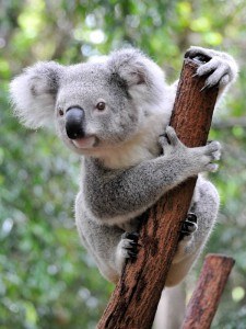 Koala in Australien