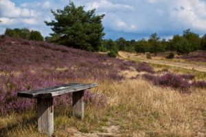 Lüneburger Heide Landschaft