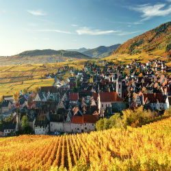 Elsässische Weinberge vor einer Kleinstadt im Herbst