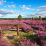 Lüneburger Heide
