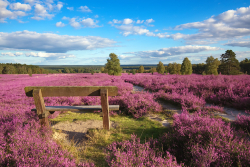 Lüneburger Heide