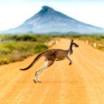Kängaru in Australien was über Straße geht
