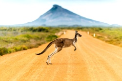 Kängaru in Australien was über Straße geht